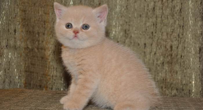 Cat Batu Alam Warna Cream Panduan Lengkap