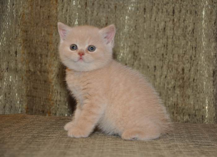 Cat batu alam warna cream