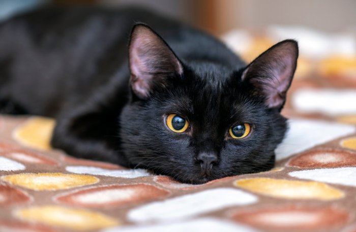 Cat batu alam hitam