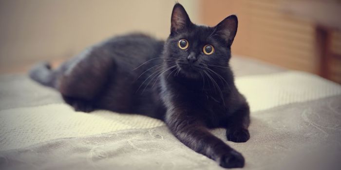 Cat batu alam hitam