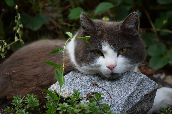 Cat warna batu alam